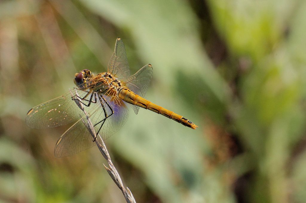 Sympetrum fonscolombii?